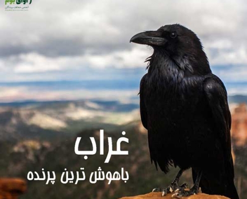 غراب باهوش ترین پرنده