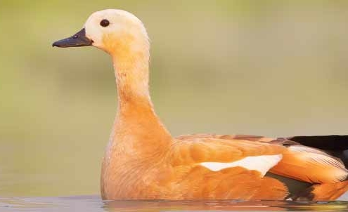 غاز قرمز یا آنقوت