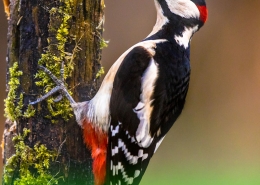 دارکوب