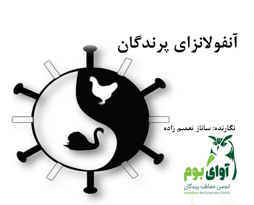 آنفولانزای پرندگان