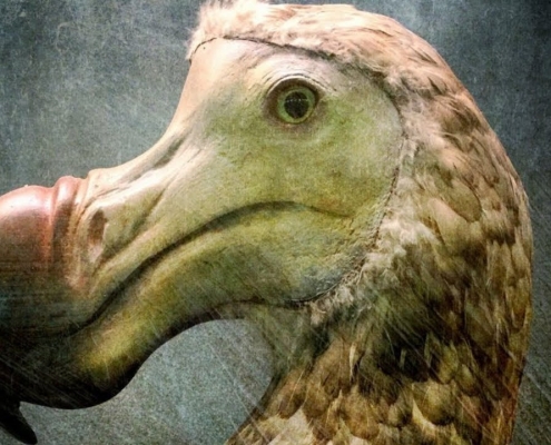 انقراض پرندگان , پرنده های در معرض انقراض