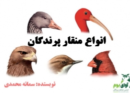 منقار پرندگان