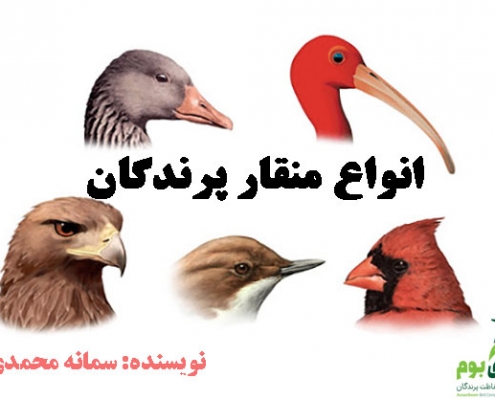 منقار پرندگان