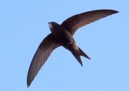 بادخورک معمولی