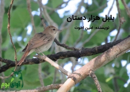 بلبل هزار دستان نر