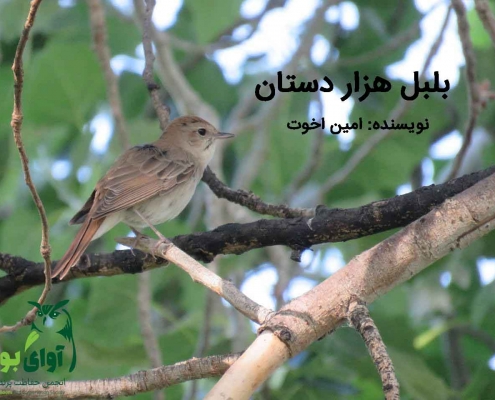 بلبل هزار دستان نر