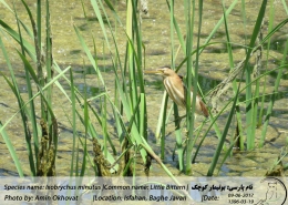 شگفتی طبیعت ایران