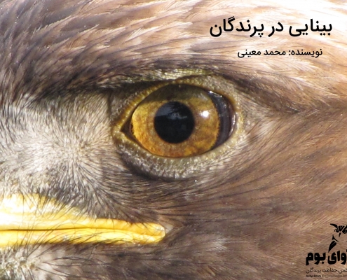 حس بینایی پرندگان