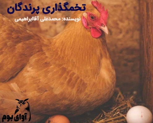 فصل تخمگذاری پرندگان