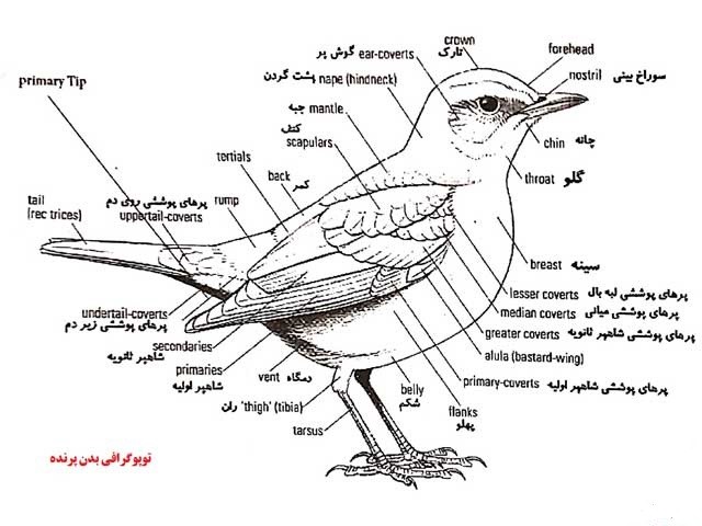 توپوگرافی چرخ‌ریسک آبی