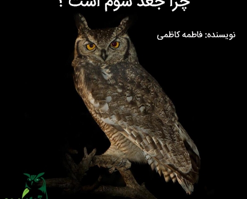 جغد شوم است یا نه