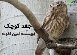 جغد کوچک ایرانی