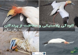 حفاظت پرندگان