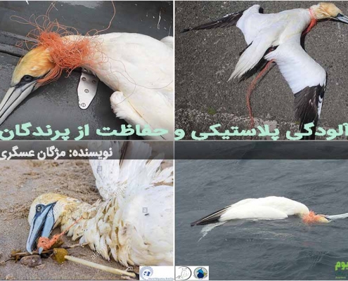 حفاظت پرندگان