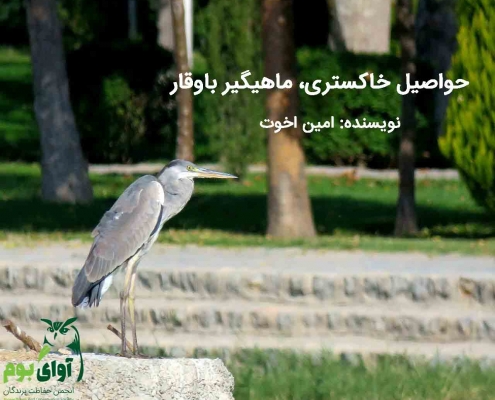 حواصیل خاکستری به انگلیسی