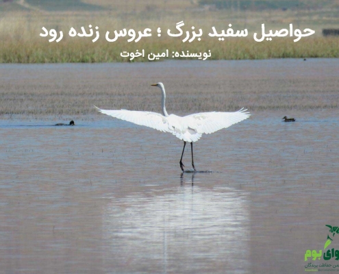 اگرت بزرگ