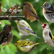 سهره قناری