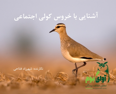 خروس کولی اجتماعی