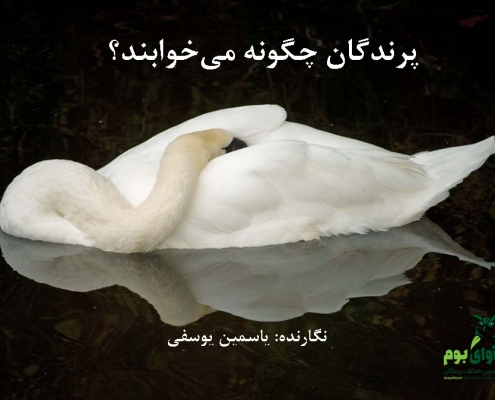 خواب پرندگان