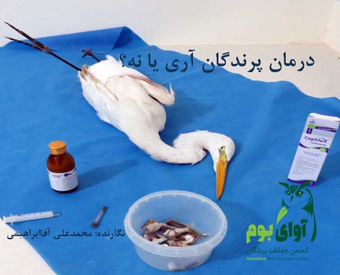 درمان پرندگان