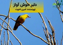 مرغ انجیر خوار پری شاهرخ