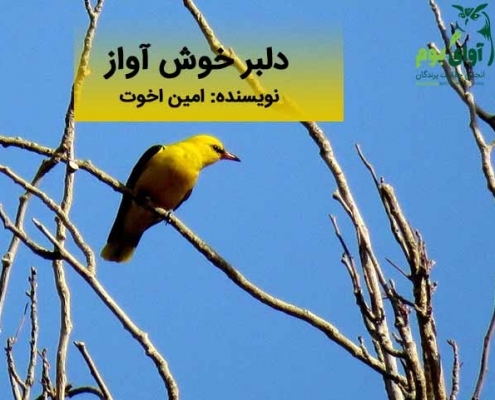 مرغ انجیر خوار پری شاهرخ