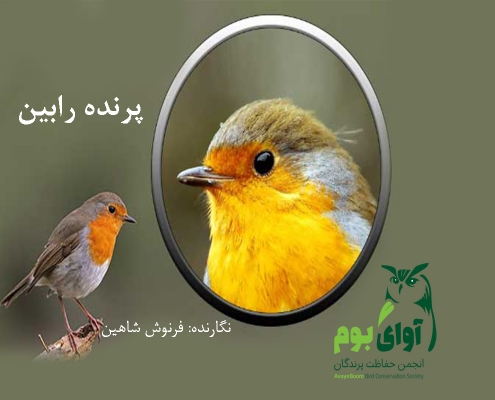 پرنده رابین