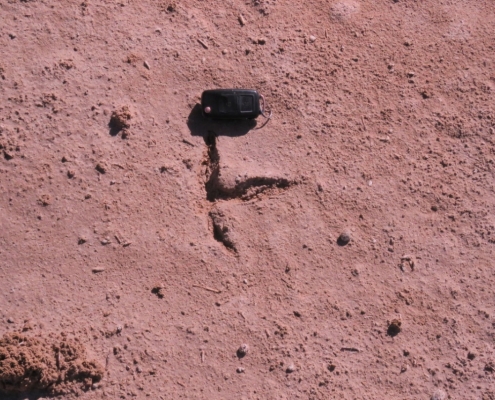 رد پای درنای خاکستری