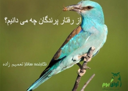 رفتار پرندگان