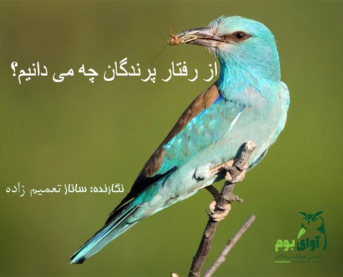 رفتار پرندگان