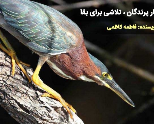 رفتار های پرندگان