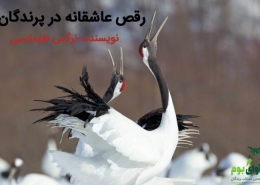 رقص پرندگان