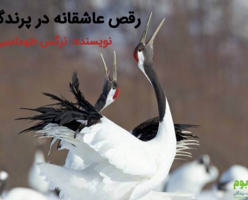 رقص پرندگان