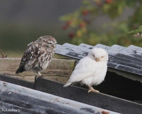 زالی در پرندگان