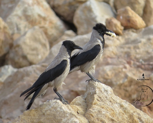 حقایق جالب کلاغ ها