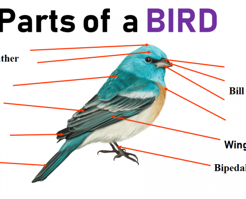 ساختمان بدن پرندگان