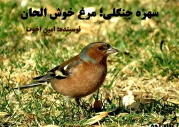 سهره جنگلی نر و ماده