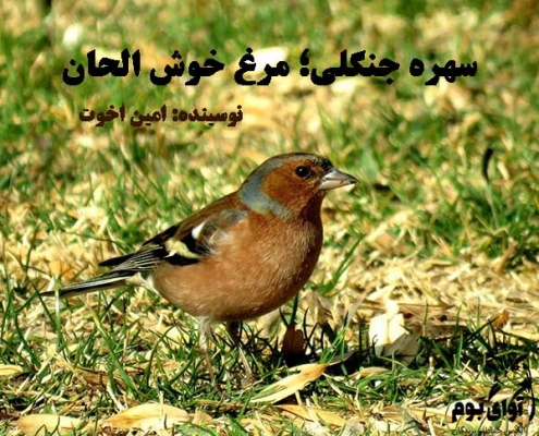 سهره جنگلی نر و ماده