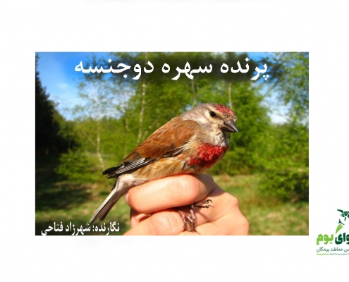 سهره دوجنسه