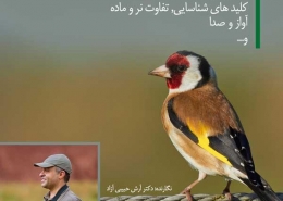 سهره طلایی، نر و ماده، آواز سهره، سره کرمانی، سهره قناری