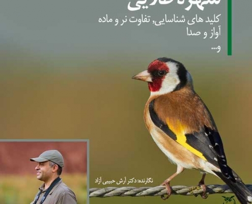 سهره طلایی، نر و ماده، آواز سهره، سره کرمانی، سهره قناری