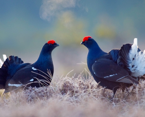 سیاه خروس قفقازی