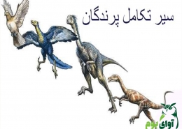 سیر تکامل پرندگان