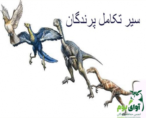 سیر تکامل پرندگان