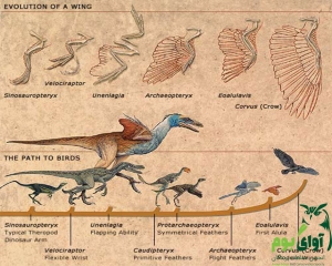 سیر تکامل پرندگان