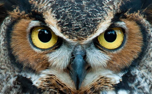 قدرت بینایی پرندگان