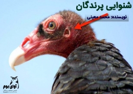حس شنوایی پرندگان