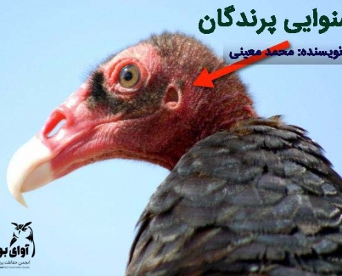 حس شنوایی پرندگان