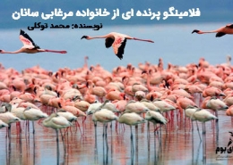 پرنده فلامینگو