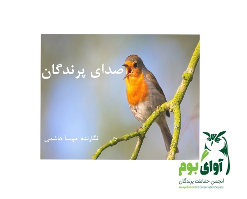 صدای پرندگان